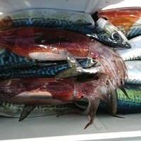 3月4日　外房勝浦川津のマサバ〜イカのリレー釣り！！。のサムネイル