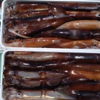 8月4日　午前船はスルメイカに出船しました！！。のサムネイル